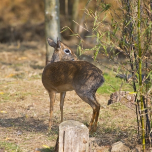 Dik Dik looking over its shoulder in the undergrowth