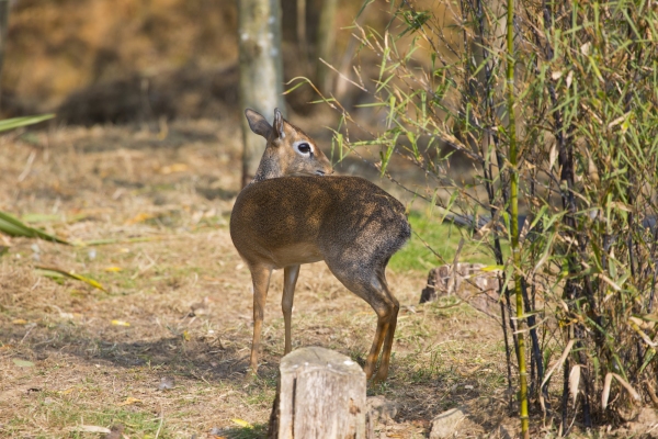 Dik Dik looking over its shoulder in the undergrowth