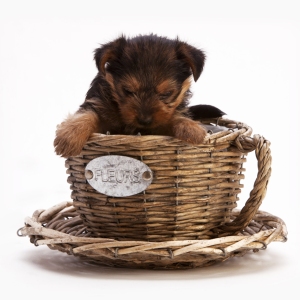 A yorkshire terrier puppy in a wickerwork cup or basket