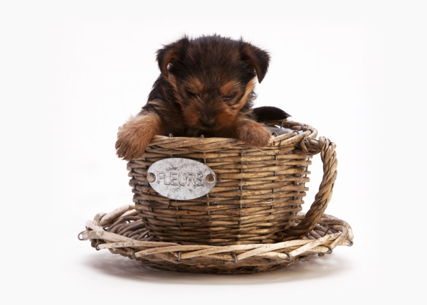 A yorkshire terrier puppy in a wickerwork cup or basket