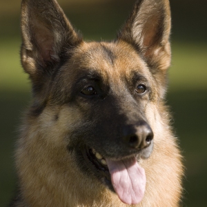 A german shepherd or Alsatian dog looking at the camera