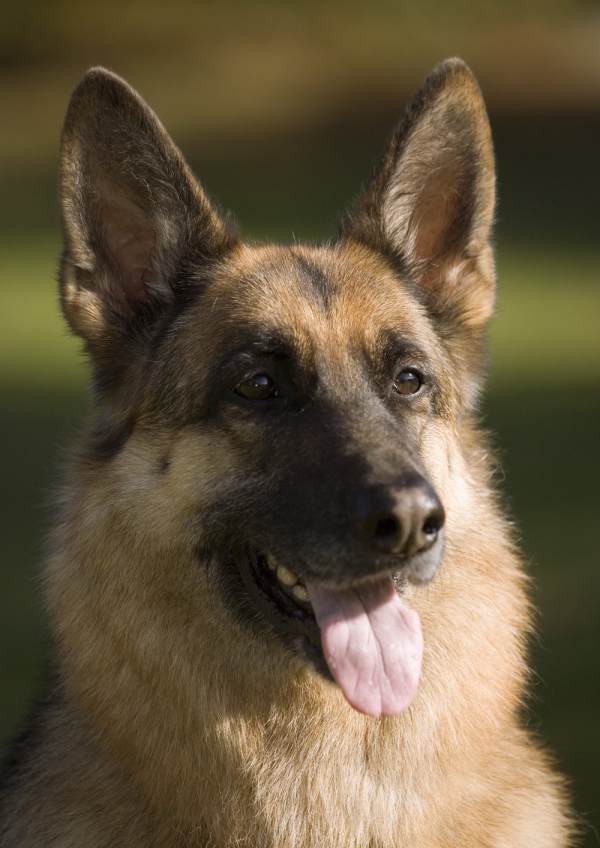 A german shepherd or Alsatian dog looking at the camera