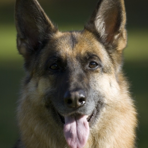 A beautiful alsatian or german shepherd dog or bitch looking at camera