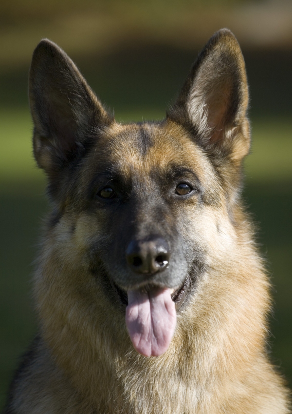 A beautiful alsatian or german shepherd dog or bitch looking at camera