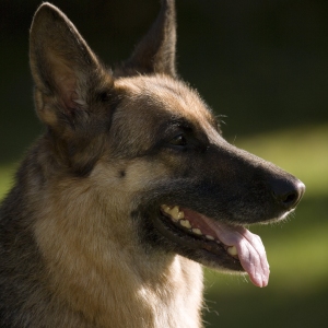 A german shepherd or alsatian dog or bitch in profile