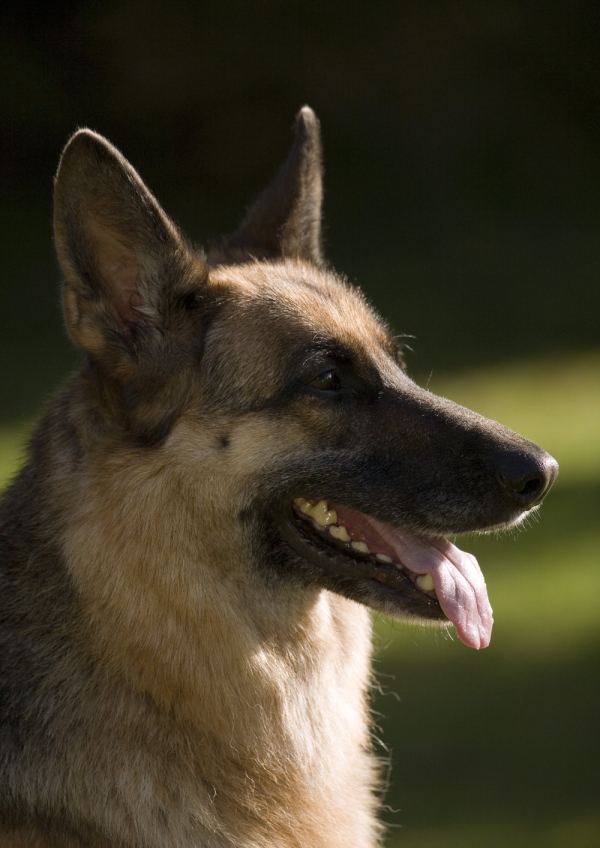 A german shepherd or alsatian dog or bitch in profile