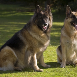 A pair of alsatians or german shepherds sitting in the sunshine