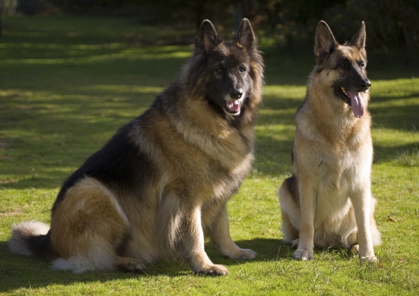 A pair of alsatians or german shepherds sitting in the sunshine