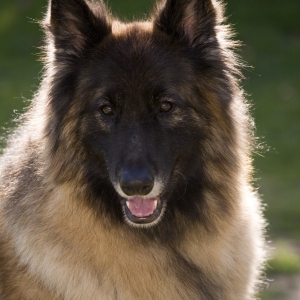 A furry alsatian or german shepherd looking at the camera