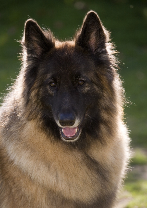 A furry alsatian or german shepherd looking at the camera