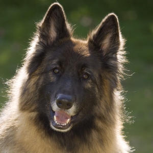 An alsatian or german shepherd looking quizzically at the camera