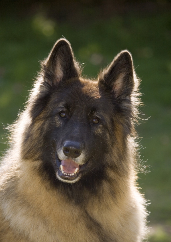 An alsatian or german shepherd looking quizzically at the camera