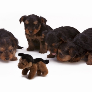 Four Yorkie puppies inspecting a soft dog toy