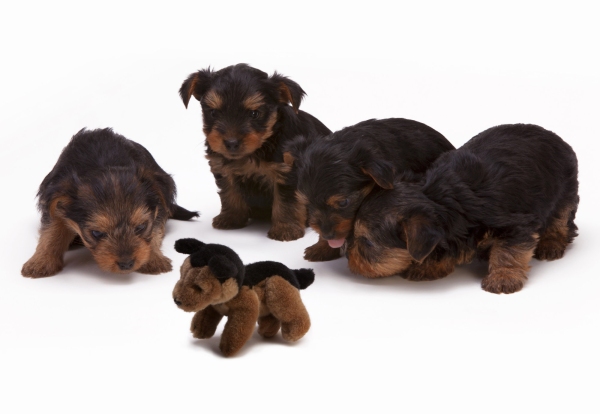 Four Yorkie puppies inspecting a soft dog toy