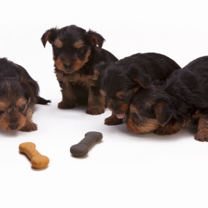 Four yorkie puppies from a litter inspecting some dog biscuits