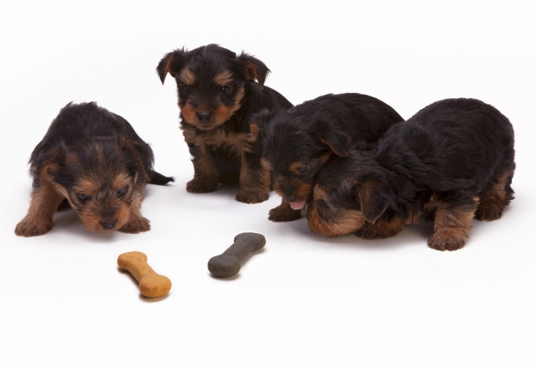 Four yorkie puppies from a litter inspecting some dog biscuits