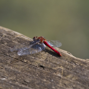 Red dragonfly on a log