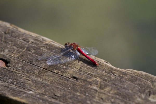 Red dragonfly on a log