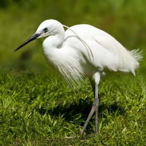 A white egret against green background