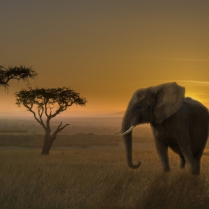 African elephant in the sunset