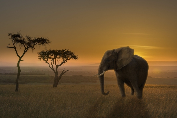 African elephant in the sunset