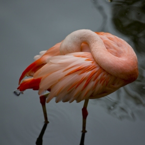 A chilean flamingo preening its feathers