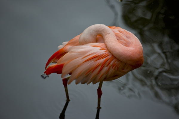 A chilean flamingo preening its feathers