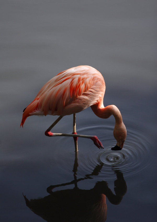 An orange or pink flamingo wading in the water