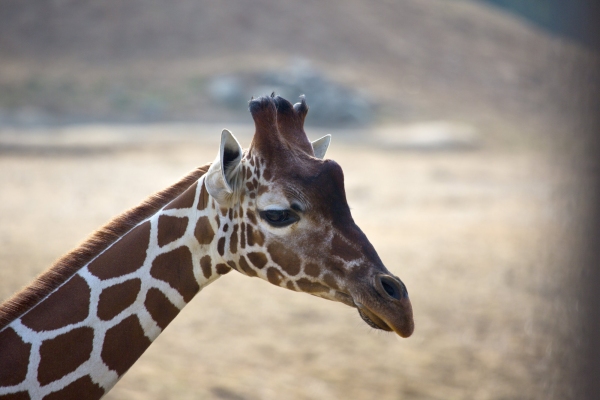 A young Giraffe in profile