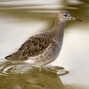 A greenshank wading in shallow water