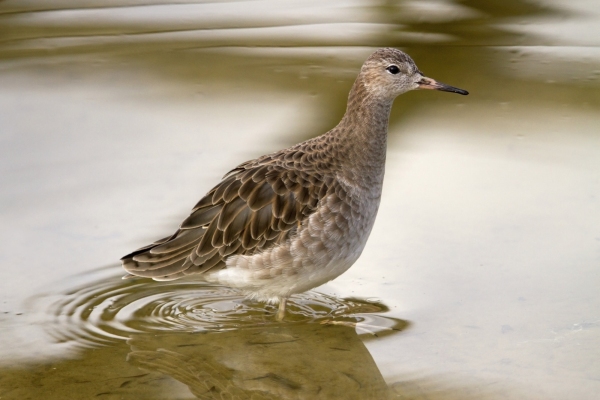 A greenshank wading in shallow water