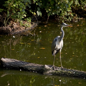 A grey heron standing on a log in a pond