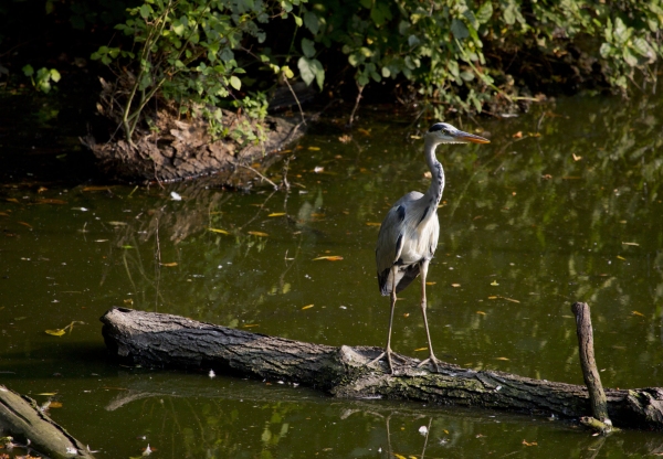 A grey heron standing on a log in a pond