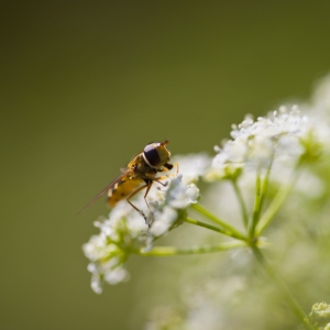 A hoverfly on some cow parsley in a summer meadow