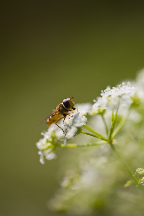 A hoverfly on some cow parsley in a summer meadow