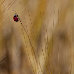 A ladybird on some barley stalks