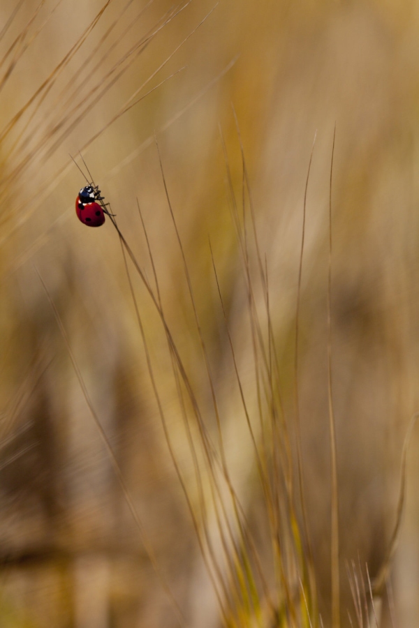 A ladybird on some barley stalks