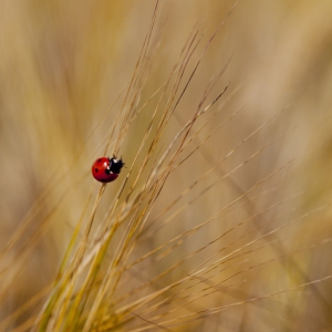 A ladybird in a barley field