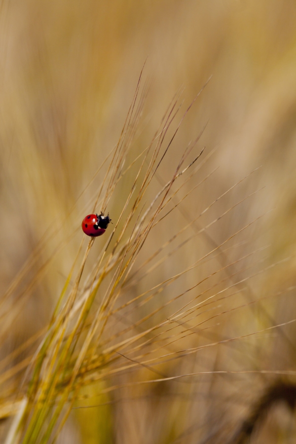 A ladybird in a barley field