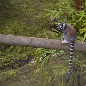 Ring tailed lemur sitting on a log