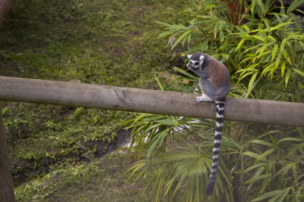 Ring tailed lemur sitting on a log