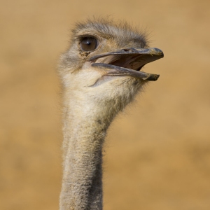 close up of an ostrich head