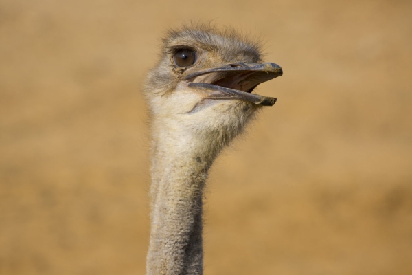 close up of an ostrich head