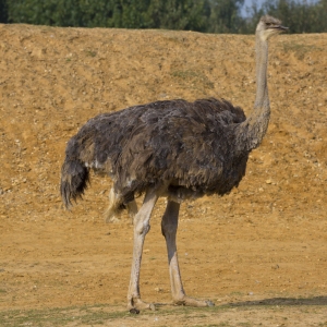 A female ostrich