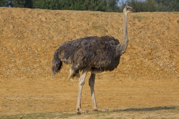 A female ostrich