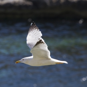 A seagull in flight