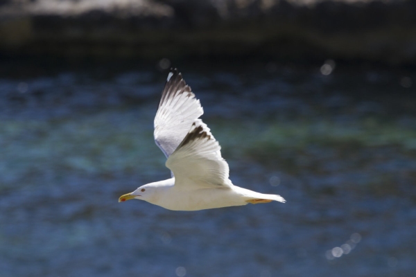 A seagull in flight