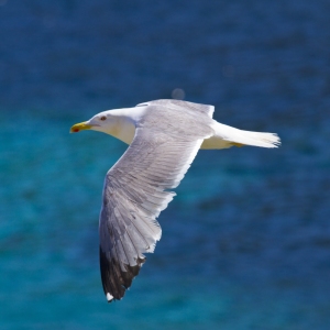 Herring Gull in flight