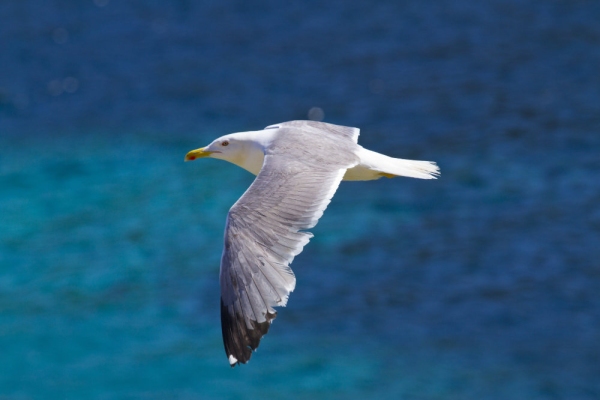 Herring Gull in flight