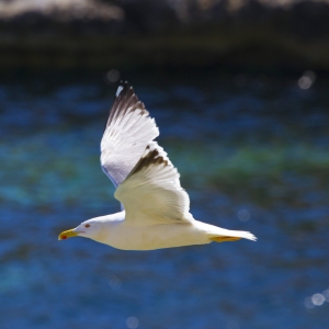 A herring gull in flight against a dark background